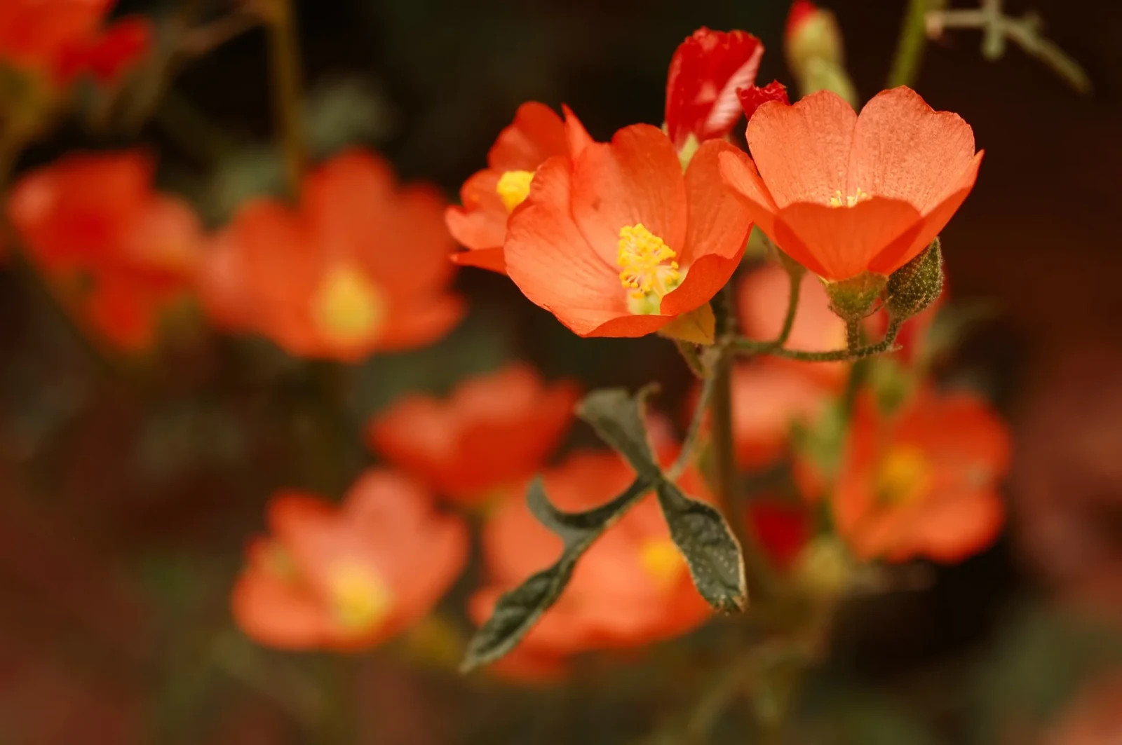100+ Apricot Desert Globemallow (Sphaeralcea ambigua) Seeds – Drought Tolerant W