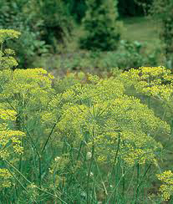 DILL SEED, MAMMOTH LONG ISLAND, HEIRLOOM, NON GMO, 25+ SEEDS, SPICE