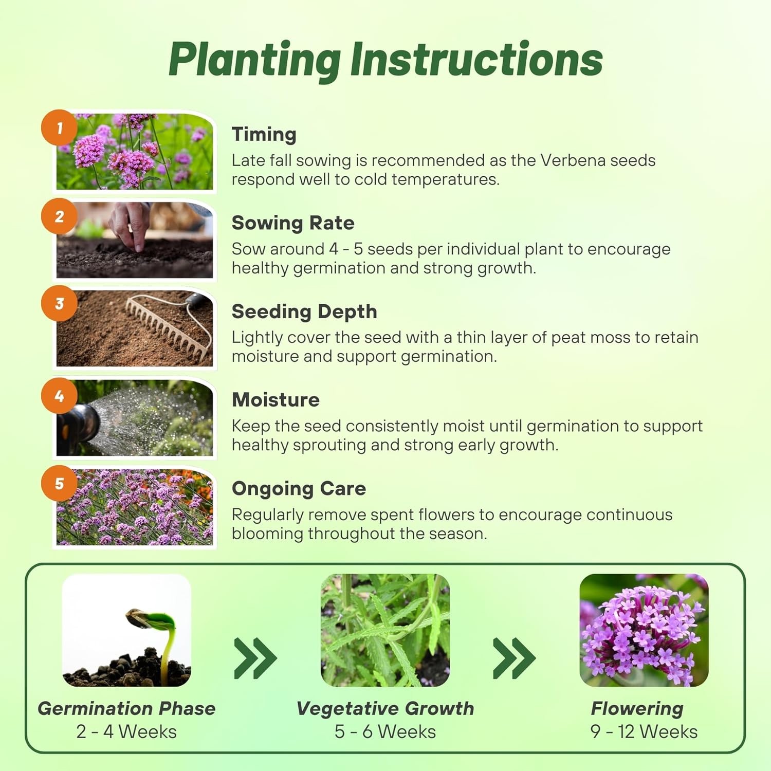 5000 Seeds Purple Verbena Seeds For Planting – Purpletop Vervain Garden