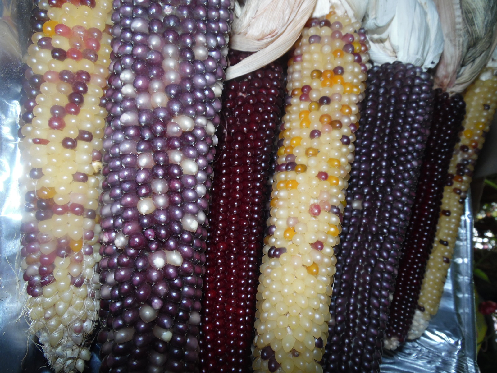 Rainbow Popcorn – 50 Seeds Makes Great Tasting Popcorn KIDS LOVE IT! COMB. S/H