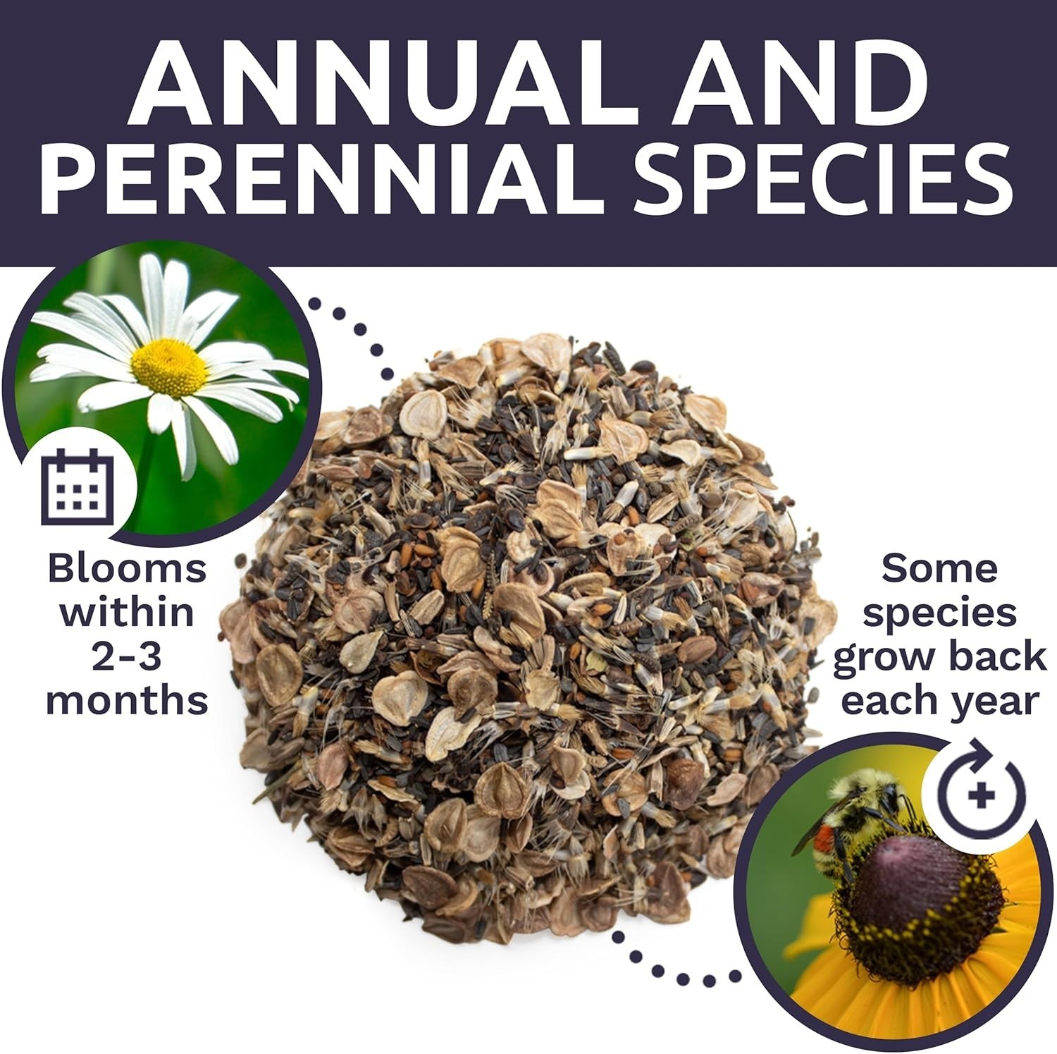 Extra Large Wildflower Seed Mix – Over 21 Species for Colorful Sustainability