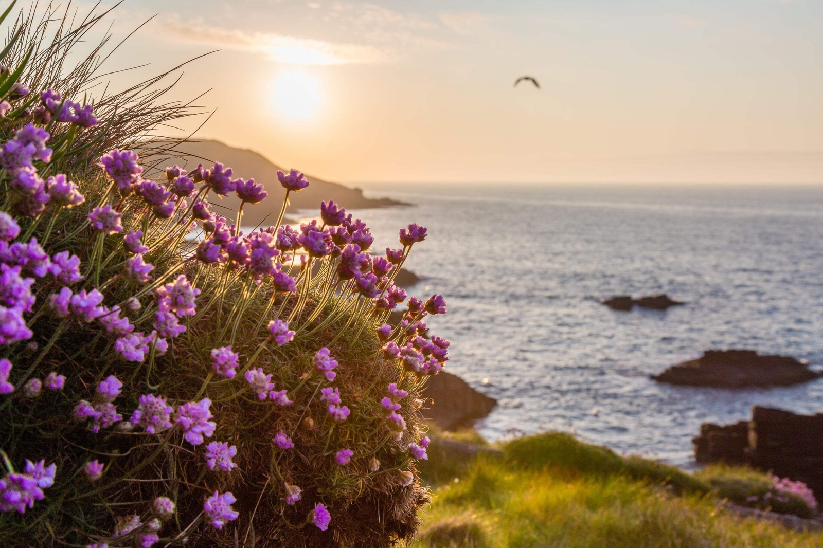 50 SEA THRIFT Armeria Maritima California Sea Pink Cliff Rose Flower Seeds