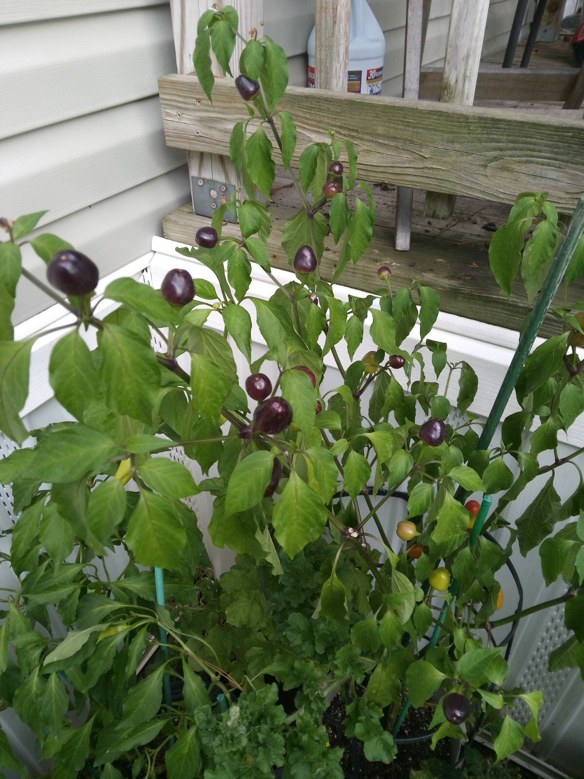 Purple Side Kick Pepper Seeds (Sweet&Spicy)