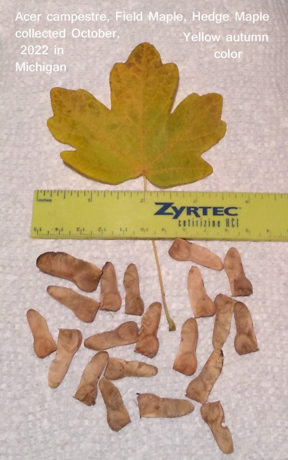 Field Maple, Acer campestre, 15 seeds