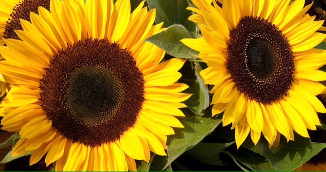 25+ Sunflower Seed 6-10′ Tall Branching Yellow Constant Bloom Organic Untreated