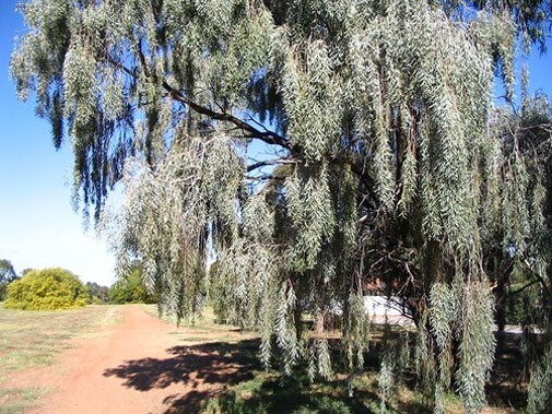 Acacia pendula | Silver Leaf Boree | Weeping Myall | Nilyah | 5_Seeds