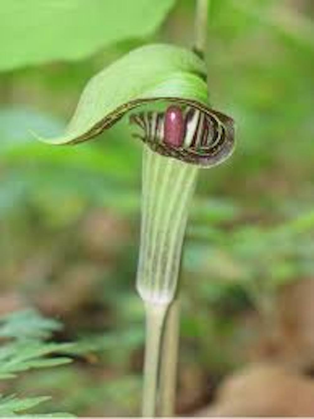 5 Jack In the Pulpit Bare Roots Arisaema triphyllum