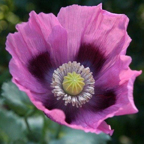 Imported Hungarian Poppy Garden Pack Over 10,000 Seeds 80+ Square Feet Coverage