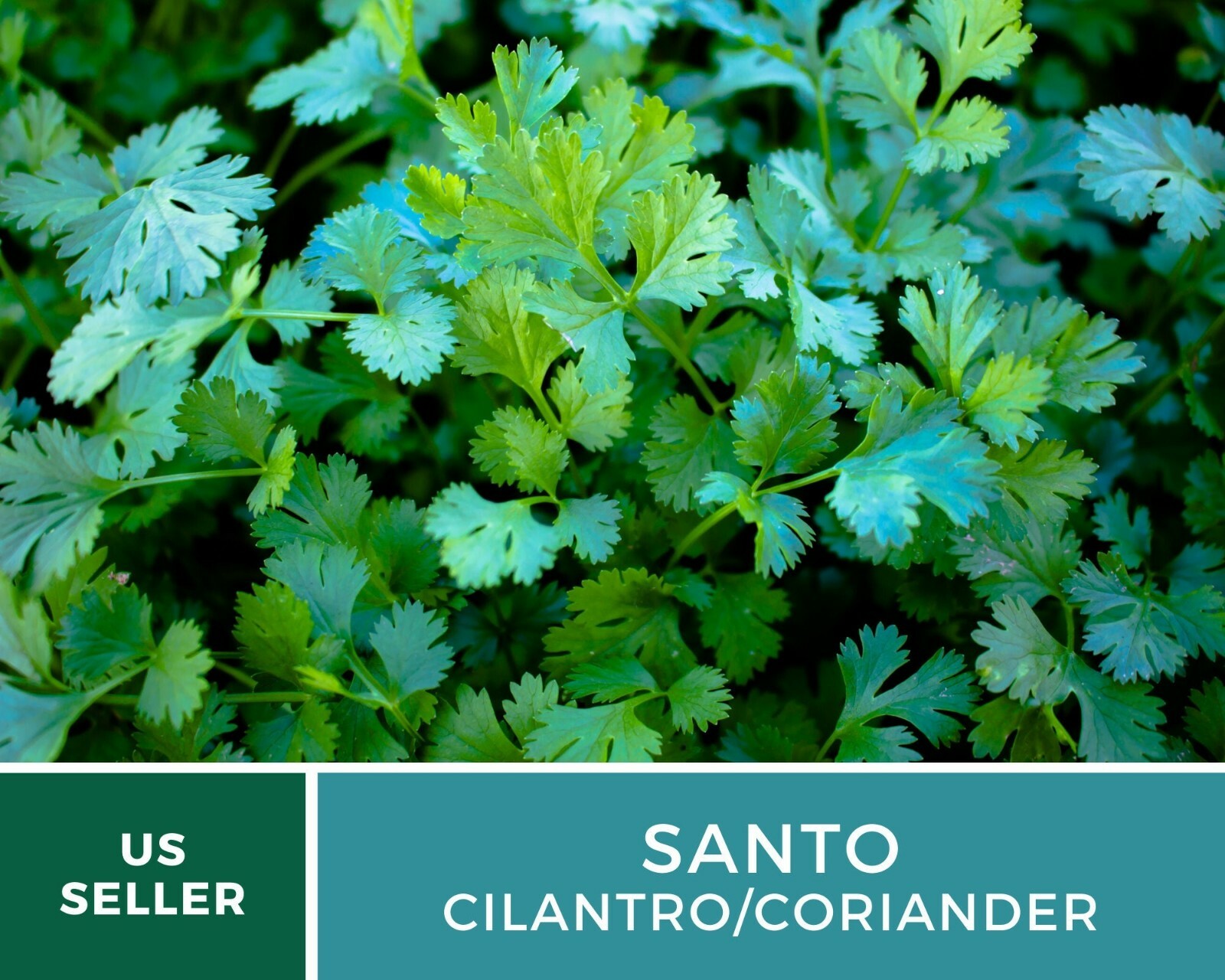 Cilantro (Coriander), Santo – Heirloom Seeds – Culinary & Medicinal Herb