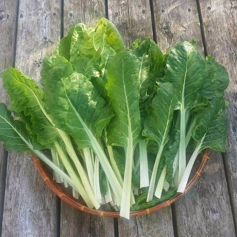 250 Swiss Chard Seeds – Fordhook Giant Non-GMO / Heirloom Fresh USA Seller