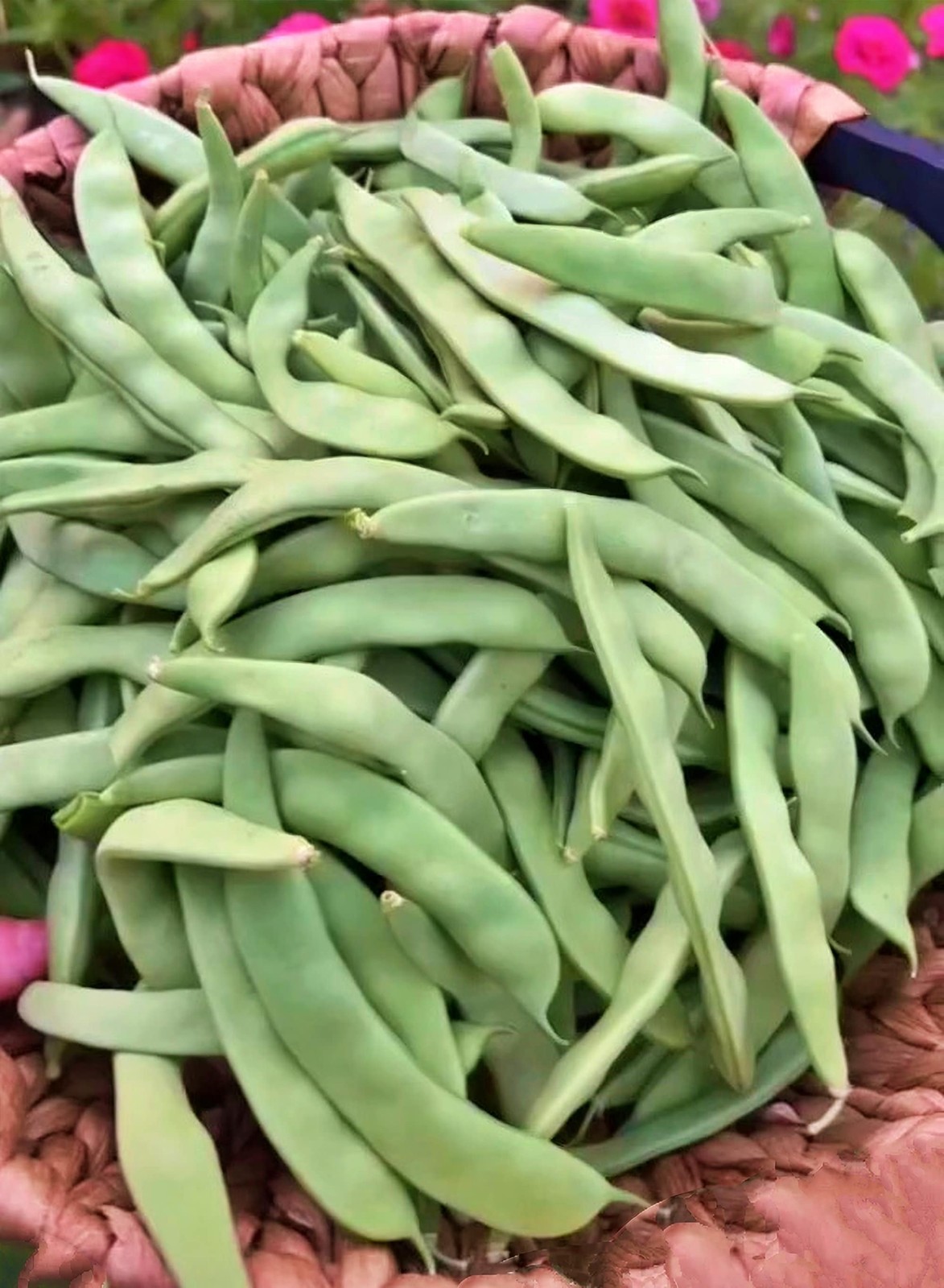 Roma II Bush Beans Box Garden Seeds Italian Romano Broad Flat Pods