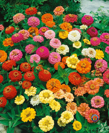 400 Zinnia Flower Seeds Thumbelina Mix Elegans