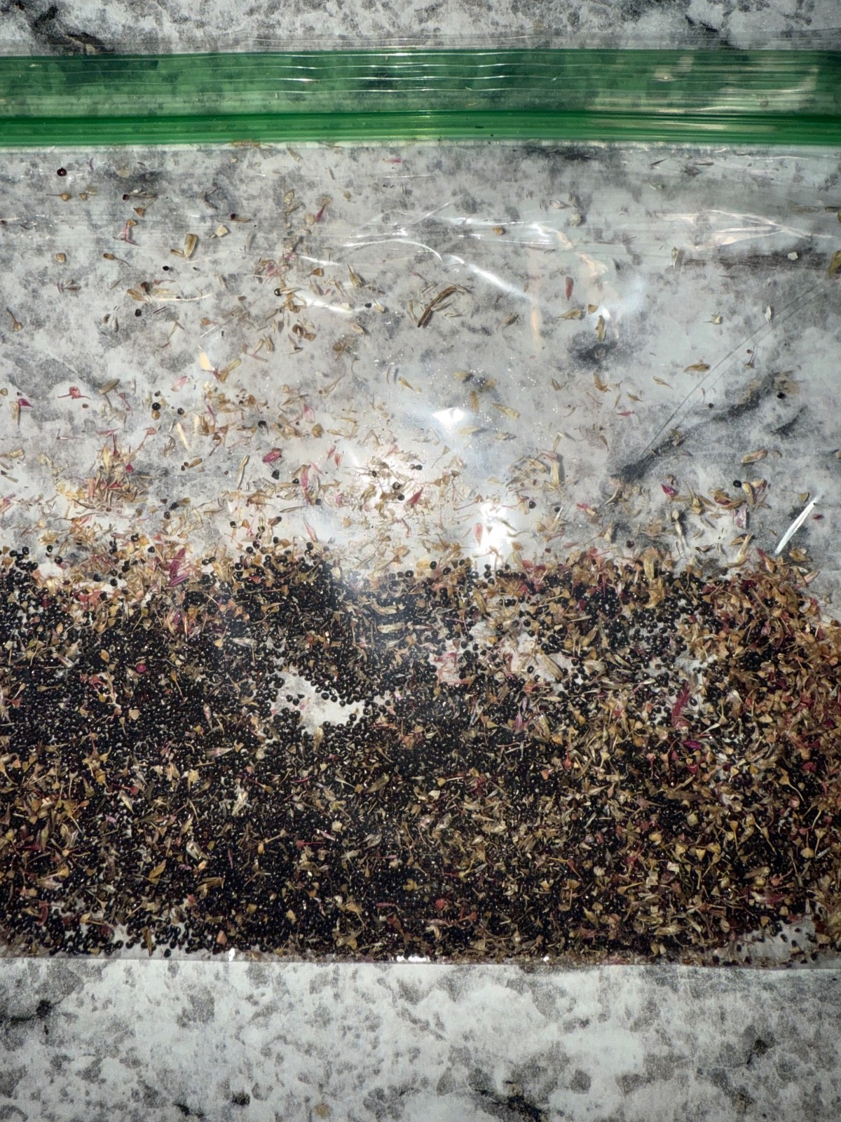 Mix of celosia cockscomb seed. At least 1,000 seeds dried. Several varieties