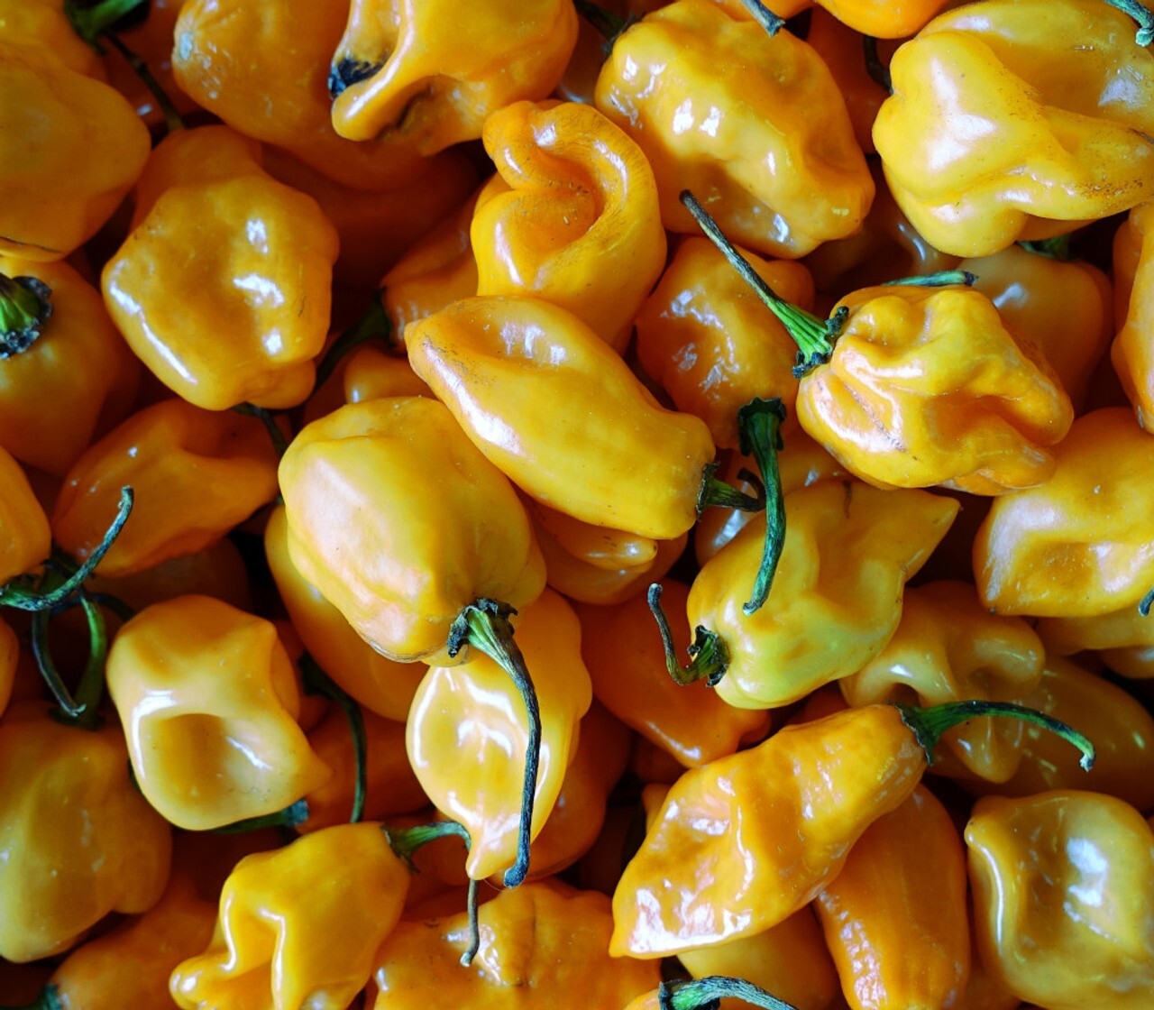 20 Sweet Fresh Yellow Habanero | NON-GMO | Premium Pepper Seeds-B 66