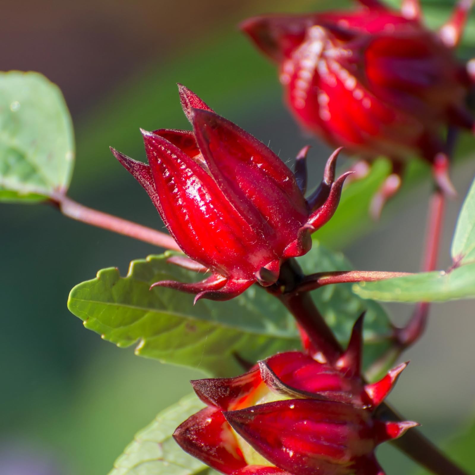 300+ Roselle Seeds for Planting – Hibiscus Sabdariffa for Tea, Jam & Garden