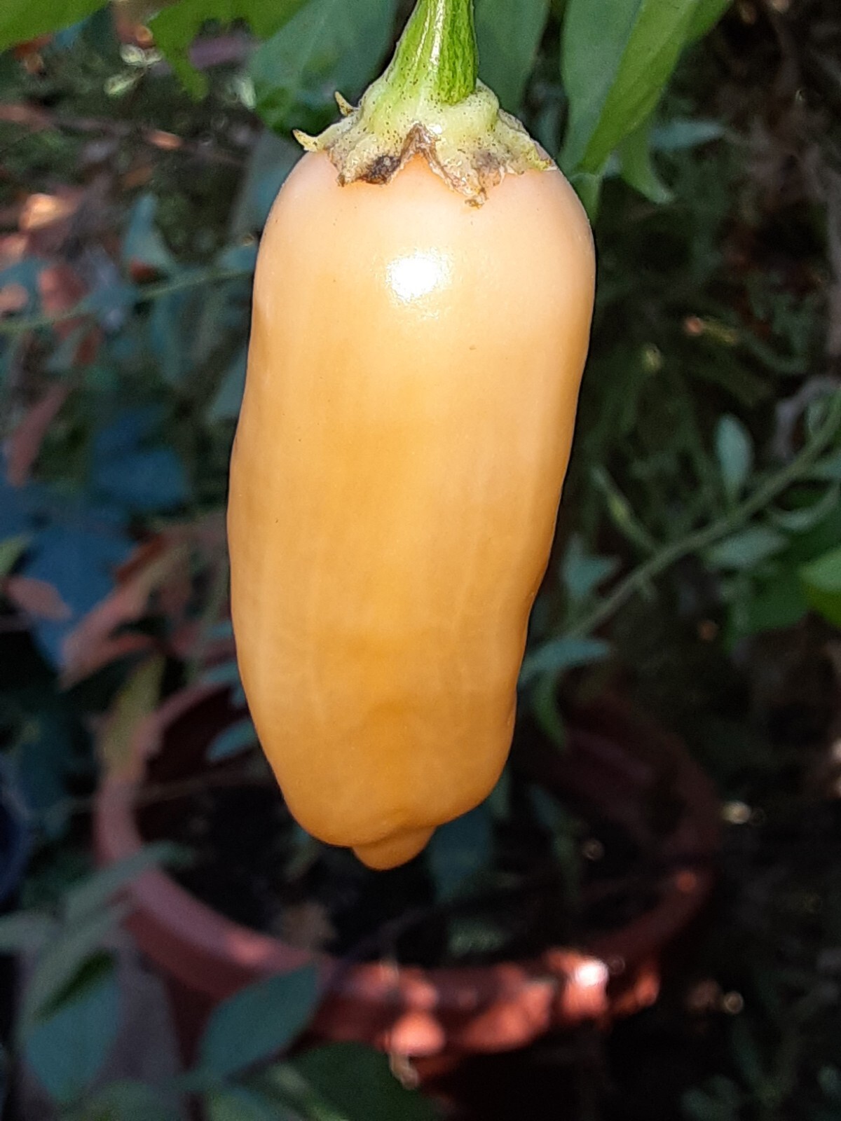 25+ AJI SUGAR RUSH PEACH(SRP) Pepper Seeds 🇺🇸 USA Grown 🇺🇸 100% Organic!