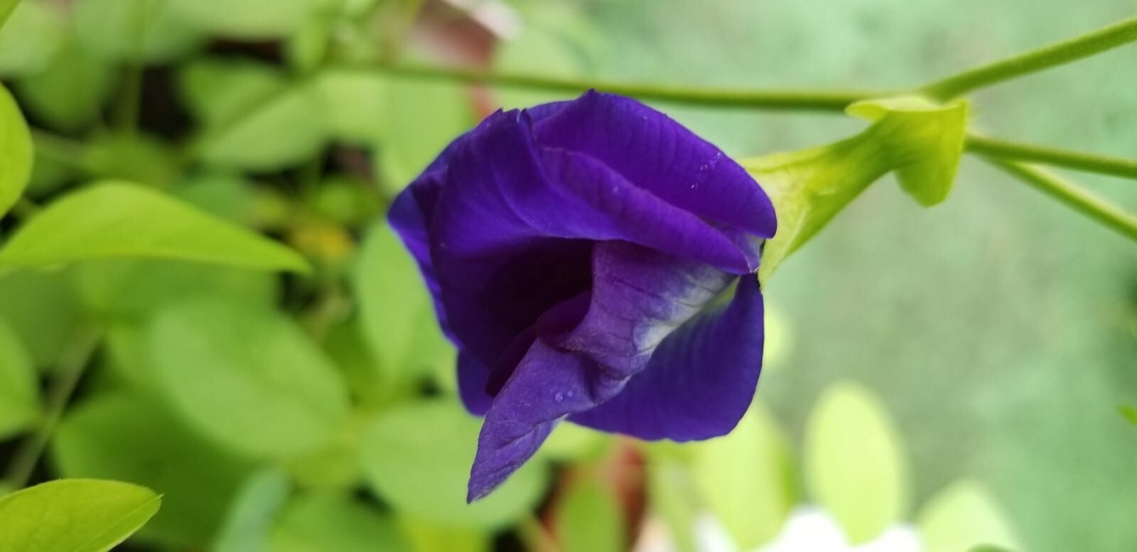 10 Blue Butterfly Pea Seeds, Clitoria ternatea Sangu pushpam Aparajita