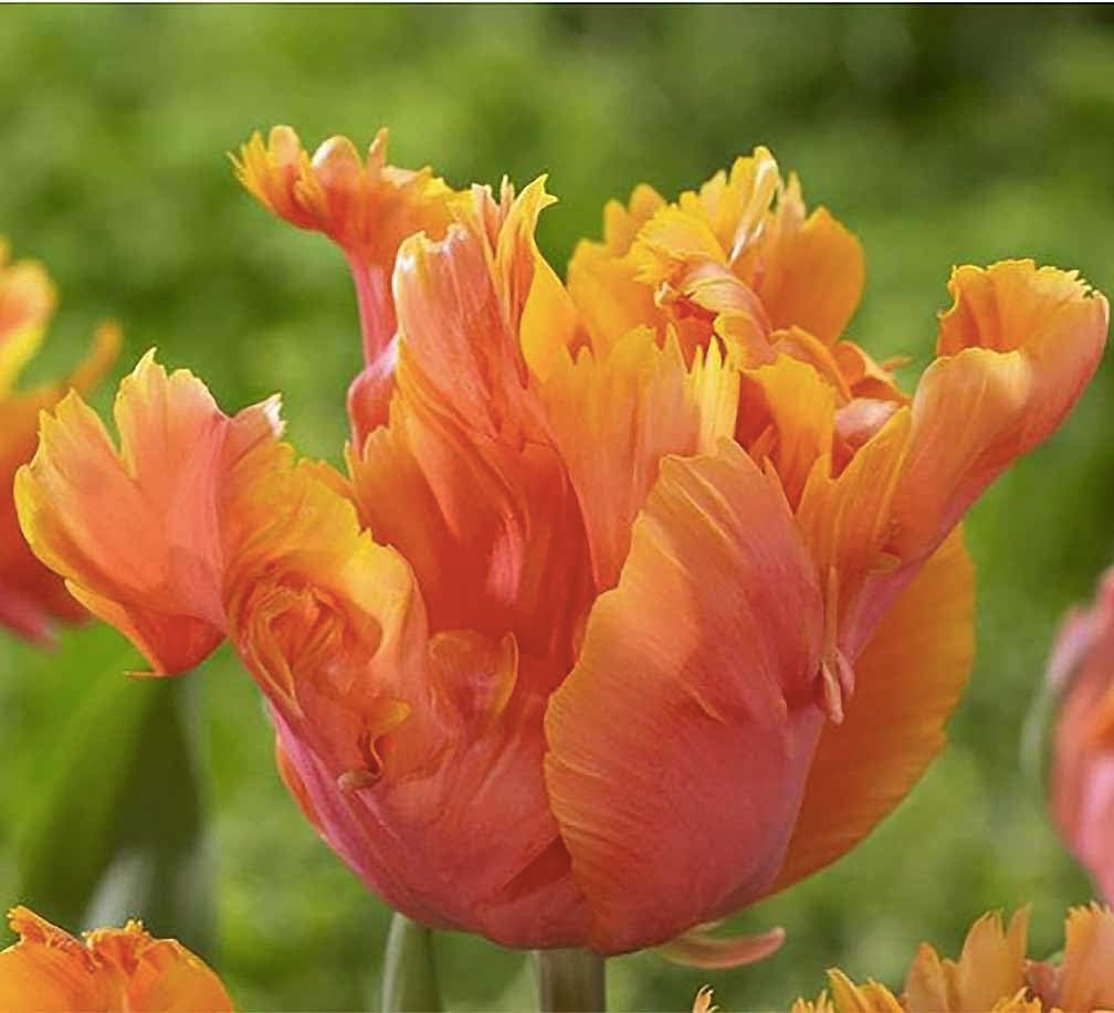 5 Orange Favorite Parrot Tulip Bulbs – Vibrant Orange Blooms with Fringed Pet…