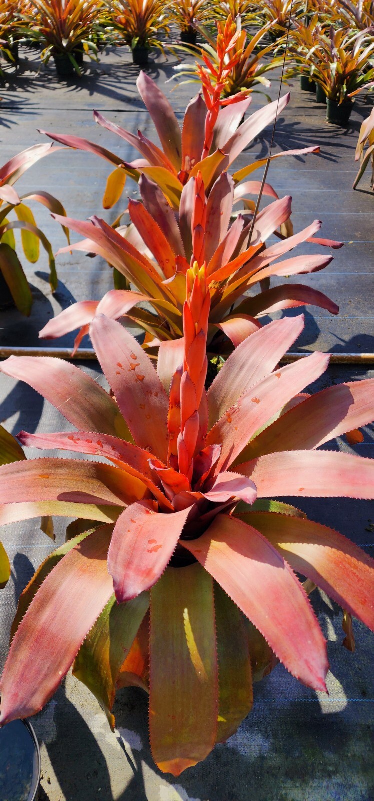 Aechmea Patricia 8″ pot – live plant – real plant