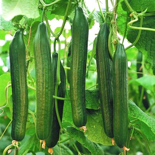 – English Telegraph Improved Burpless Cucumber (English Cucumber) 30+ Count