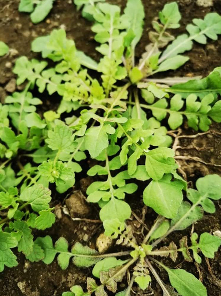200 Lemon Thyme Seeds + 500 Shepherd’s Purse Seeds