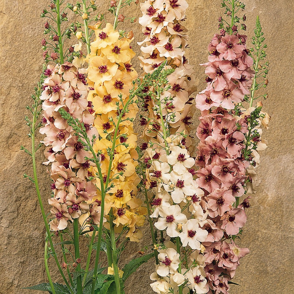30 Seeds Verbascum Southern Charm Flower Seed Plant Mix – AKA Ornamental Mullein