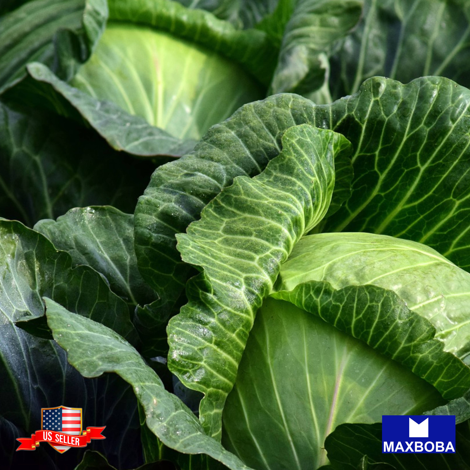 Cabbage Fresh Seeds Late Flat Dutch Non-GMO Heirloom Vegetable
