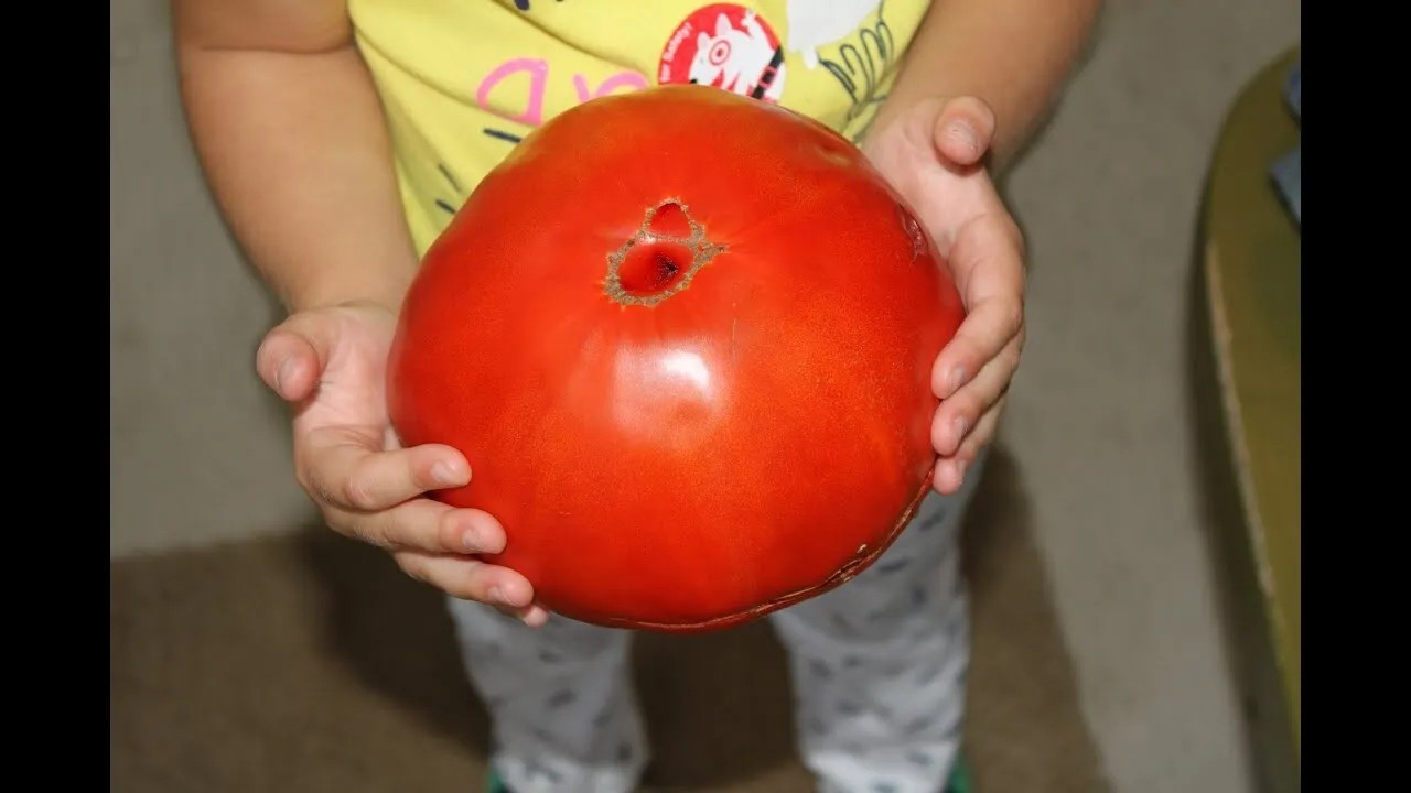 120+ BIG ZAC TOMATO SEEDS – WORLD RECORD SIZE – HUGE ———————- RARE