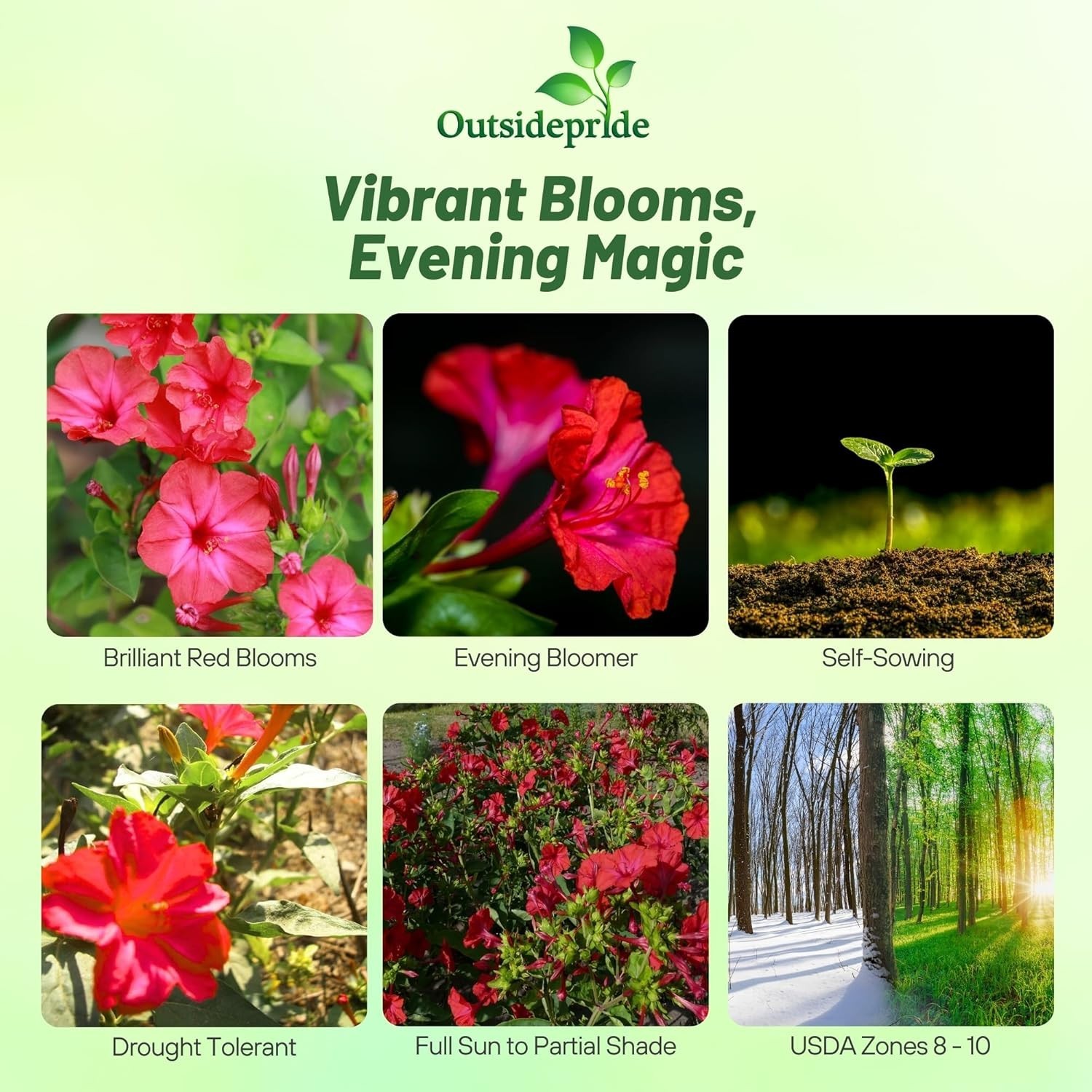 Deer-Proof Red Four O’clock Seeds – Fragrant Trumpet Blooms