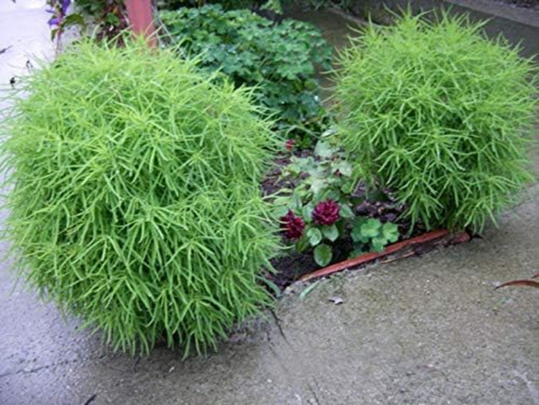 500+ Seeds Summer Cypress Burning Bush Kochia – Flower Multicolor