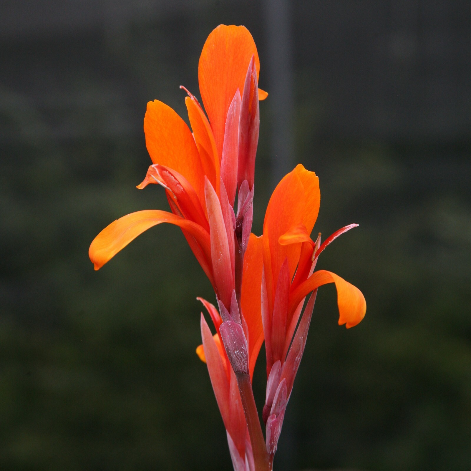 20 Canna indica ‘Eternal Flame’ seeds (Zingiplants Exclusive)