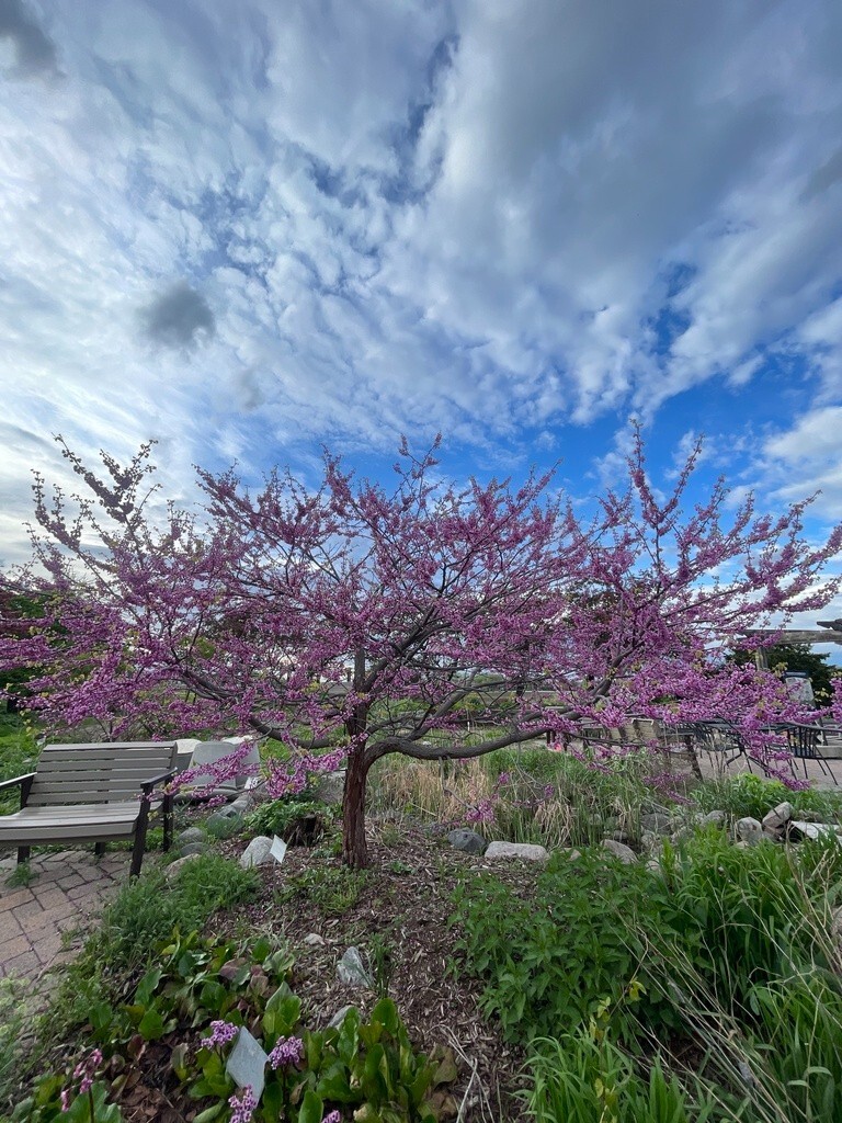 Eastern Redbud Tree Seeds ( Cercis canadensis ) – Pink – Free Shipping – Bonsai