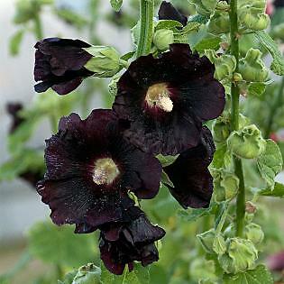 Alcea Henry Eight Black 100 seeds