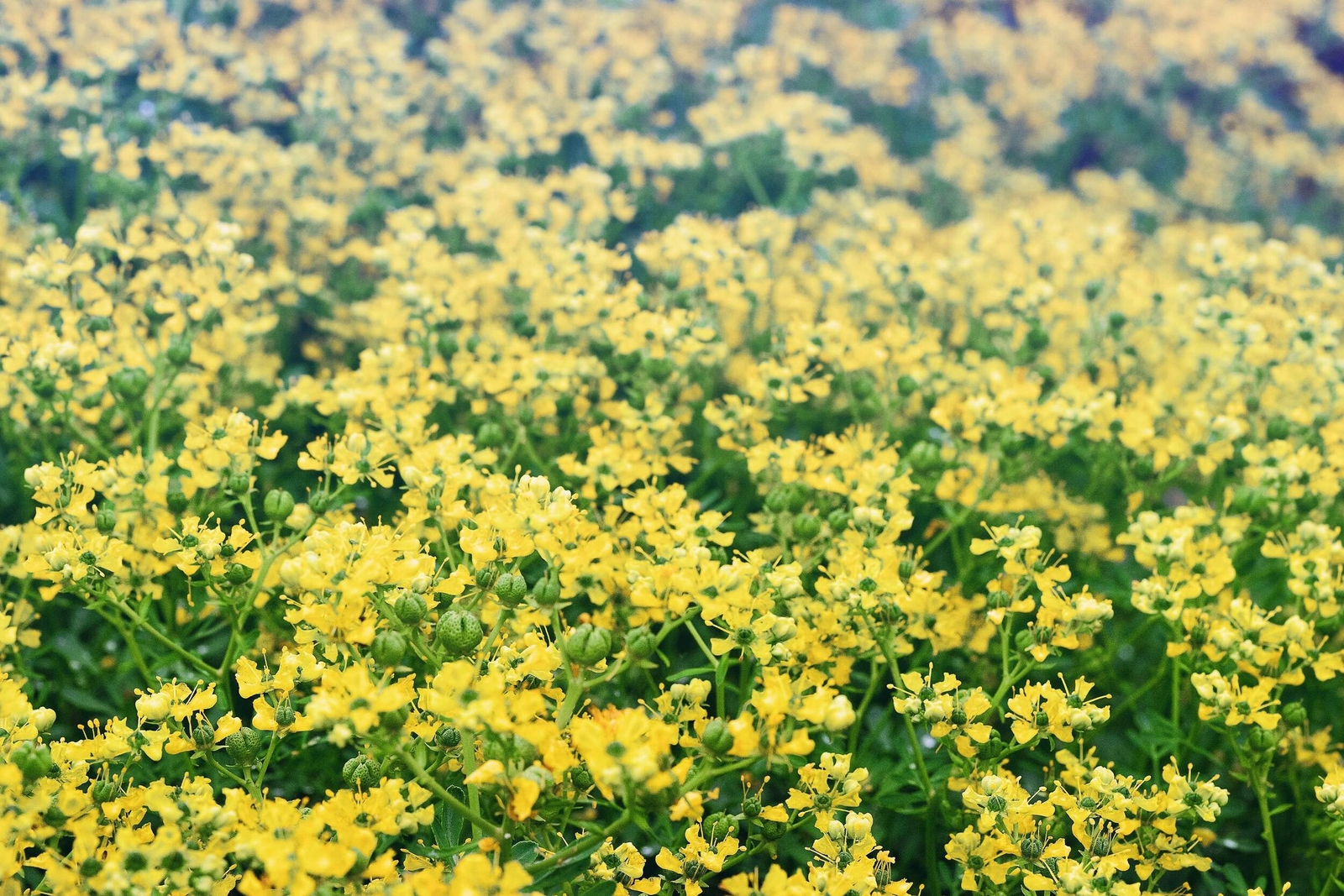 50 YELLOW RUE Herb of Grace Common Ruta Graveolens Fragrant Evergn Flower Seeds