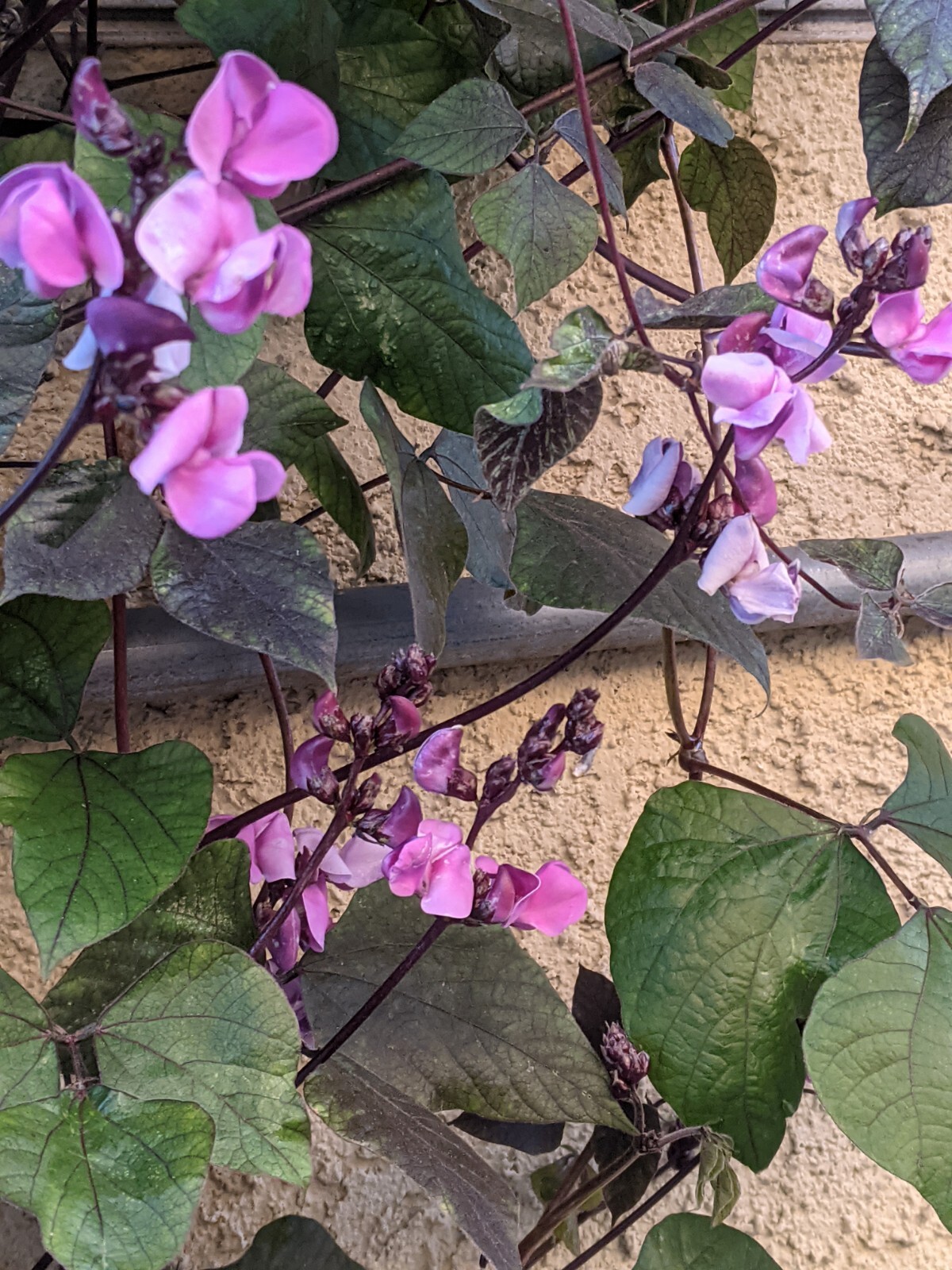 Purple Hyacinth Bean (20+ SEEDS) Lablab purpureus – 2024 Crop – Grown In USA