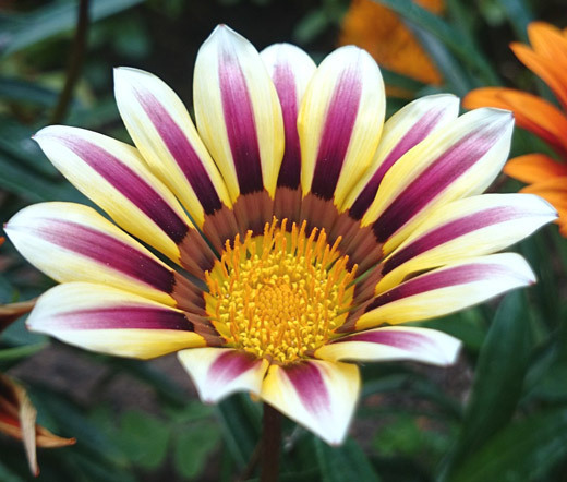 GAZANIA GARDEN LEADER ROSE STRIPED Gazania Rigens – 200 Bulk Seeds