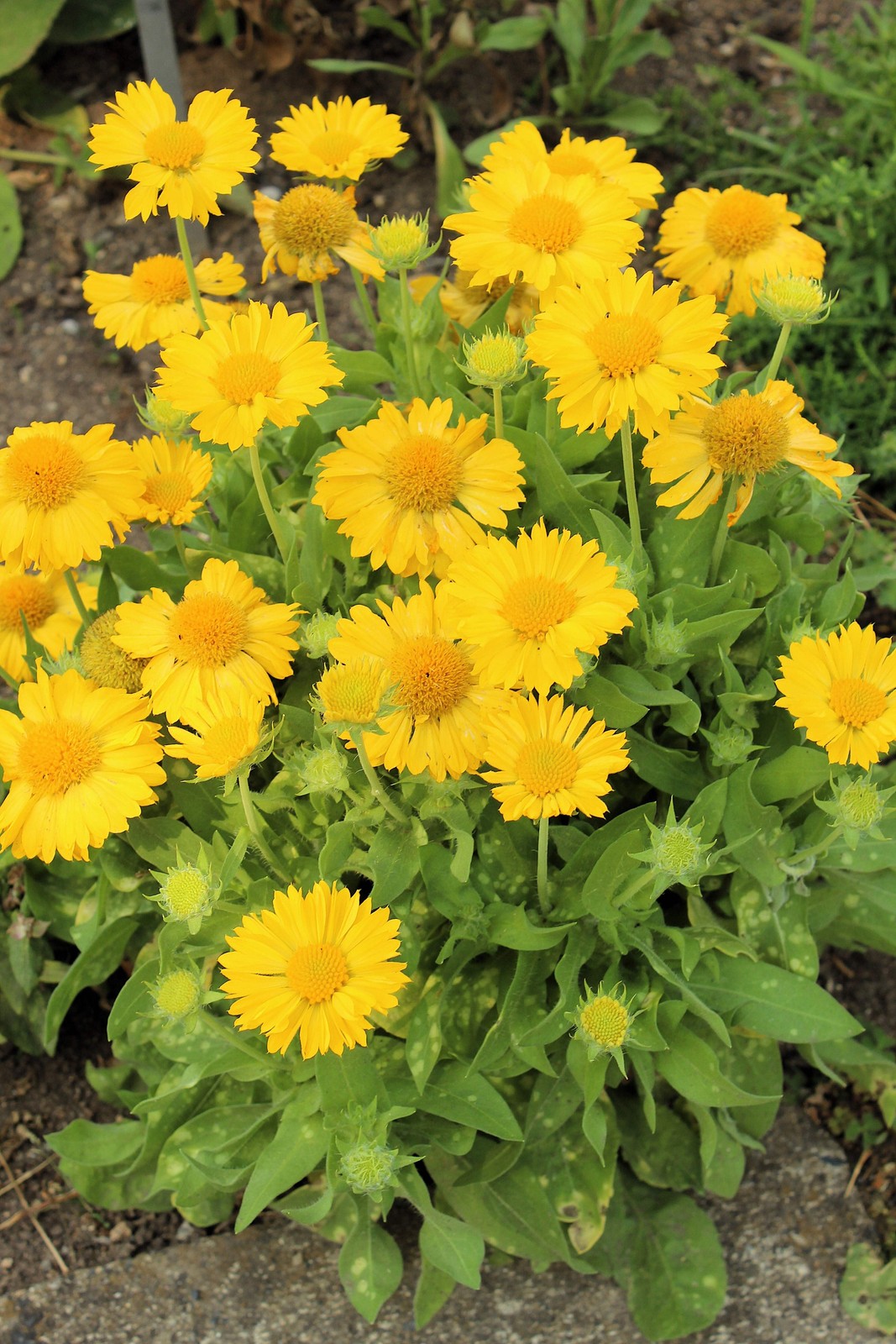 100 YELLOW GAILLARDIA Aristata (Blanket Flower / Indian Blanket) Flower Seeds