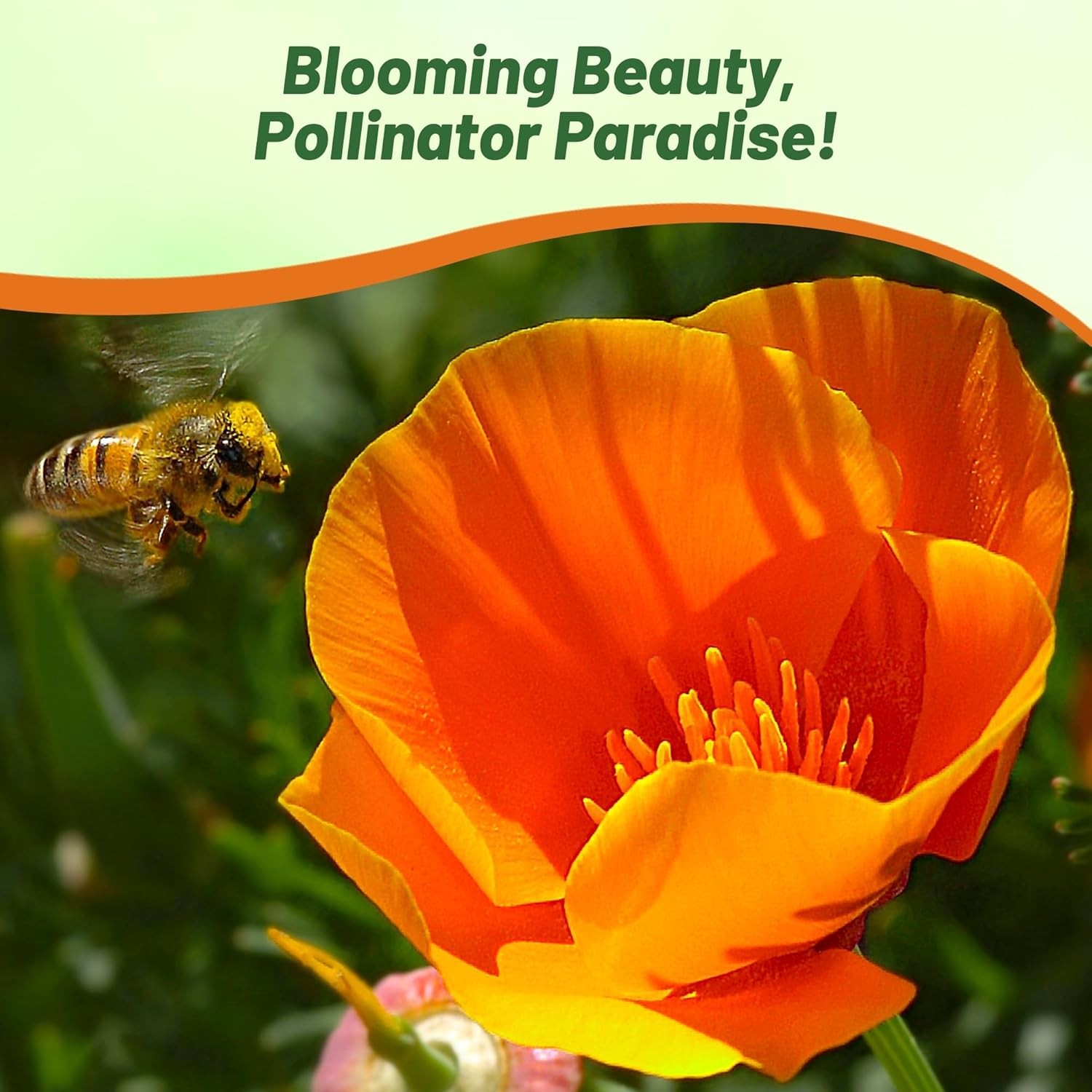 5000 Seeds Orange California Poppy Seeds For Planting | Eschscholzia Wild