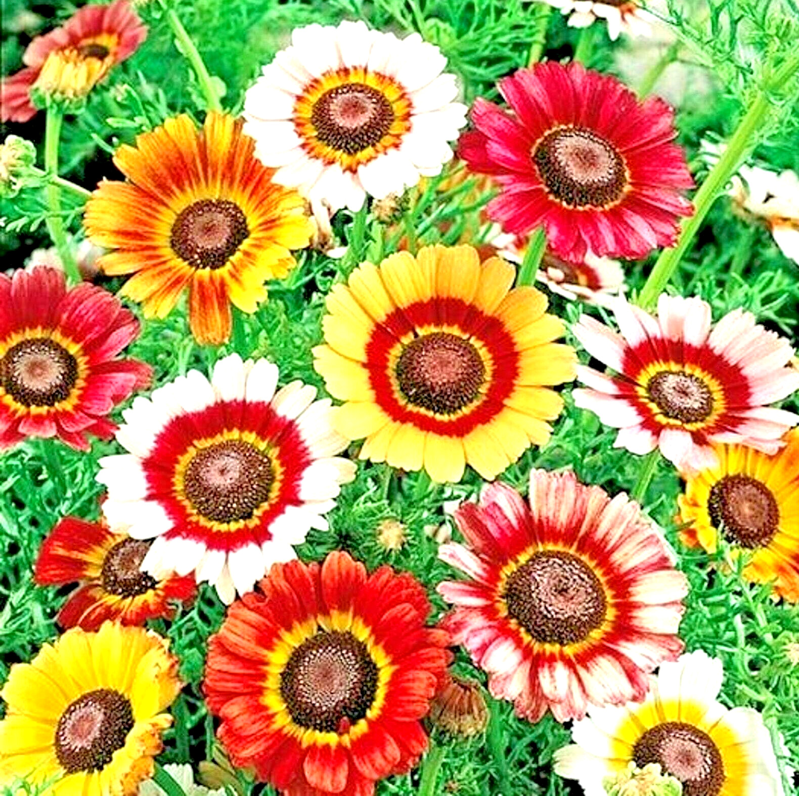 1000+ PAINTED DAISY MIX SEEDS – HUGE FLOWERS – BUTTERFLIES BEES – BRIGHT COLORS