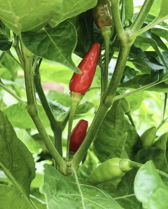 20 Birdseye Chili Pepper Seeds HOT | Non-GMO | Heirloom | Fresh Garden Seeds