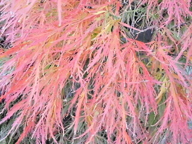 15 WATERFALL JAPANESE MAPLE SEEEDS – Acer palmatum ‘Waterfall’