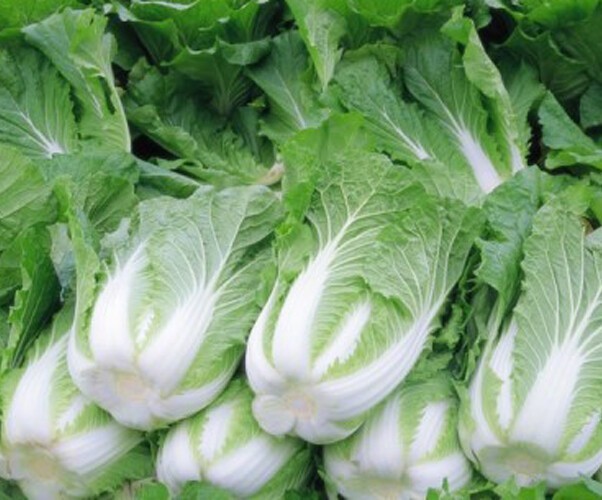 Chinese Michihli Cabbage 500 Seeds Non-GMO Garden Vegetable