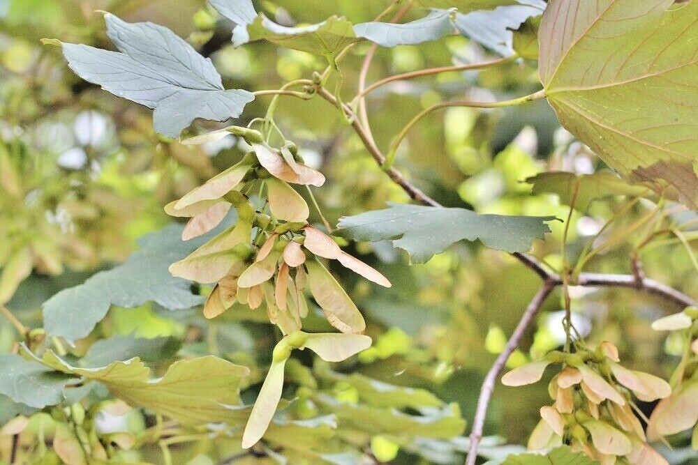 15 SYCAMORE MAPLE SEEDS – Acer pseudoplatanus