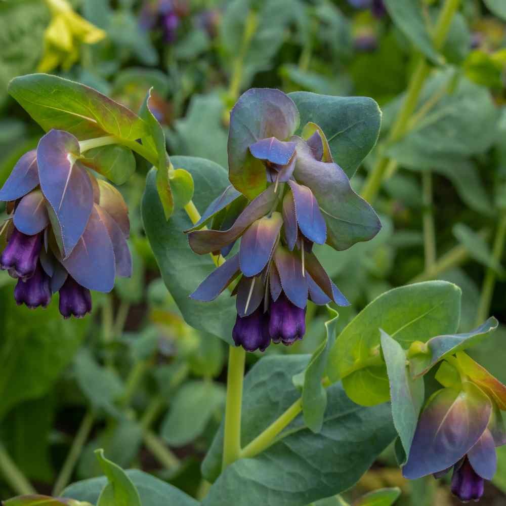 100 Seeds Honeywort Seeds – Cerinthe Major Flower Seeds