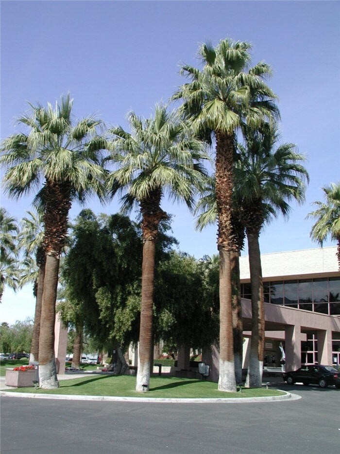 CALIFORNIA DESERT FAN PALM TREE SEEDS (Washingtonia Filifera) Cold Hardy-Zone 8