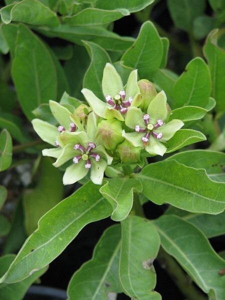 Asclepias viridis | Green Antelopehorn Milkweed | 10 Seeds