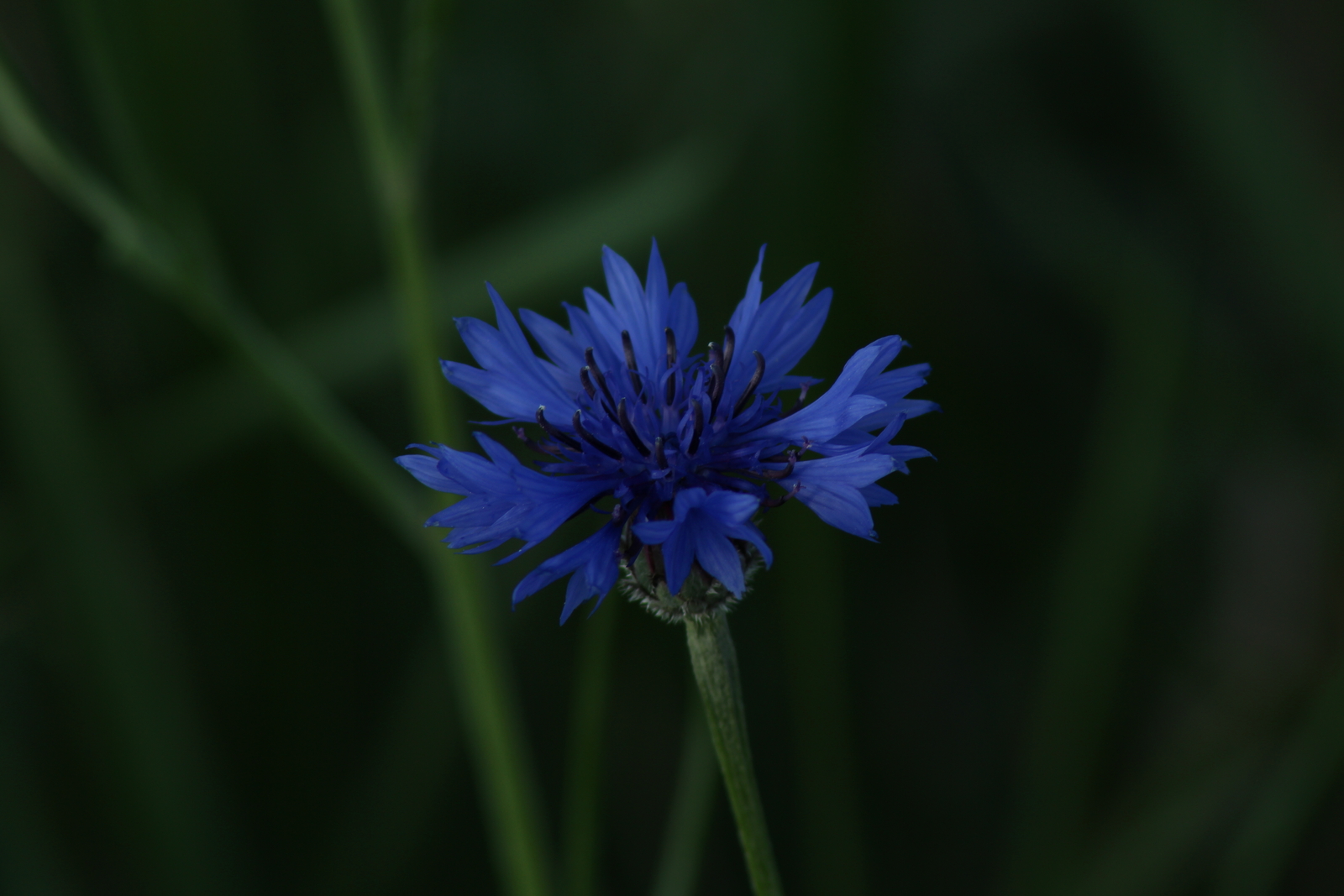5,000 CENTAUREA CYANUS Seeds (Black Cornflower) | NON-GMO | Free shipping