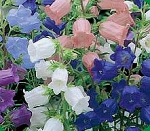50+ HEIRLOOM CAMPANULA CANTERBURY BELLS PERENNIAL FLOWER SEED MIX / GREAT GIFT