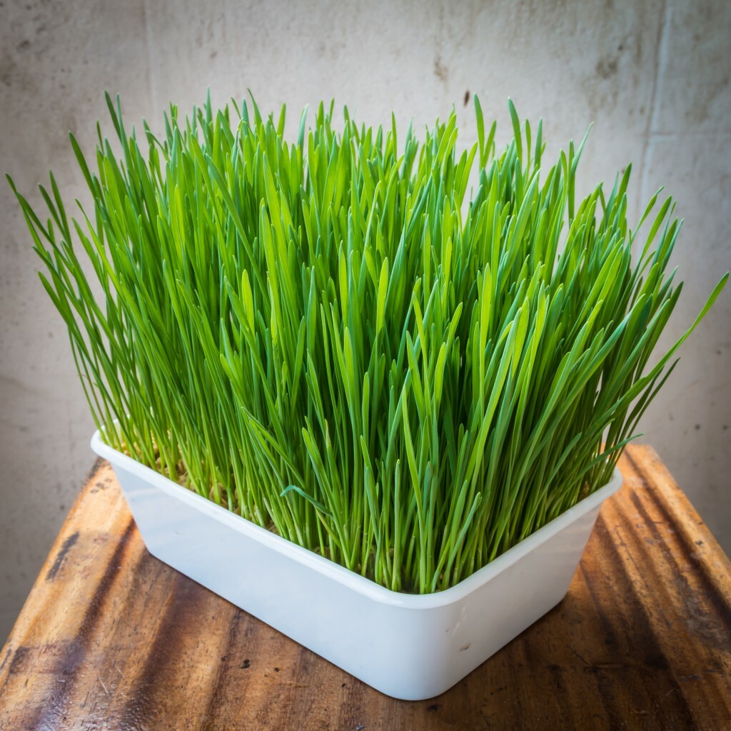 8 oz Wheatgrass