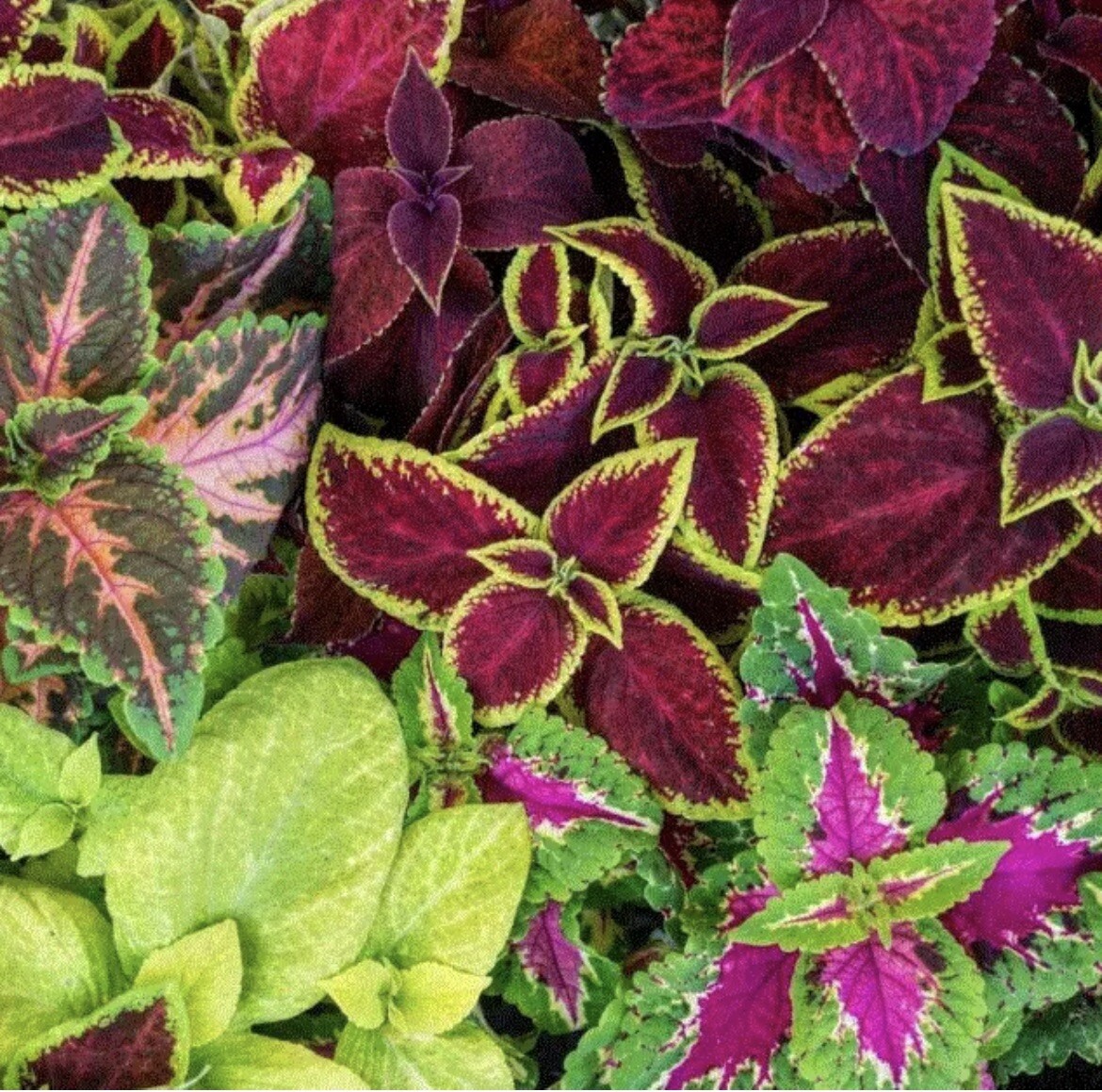 100 Coleus Seeds Mix Rainbow Variety Multiple Colors House Plants Outdoor Annual